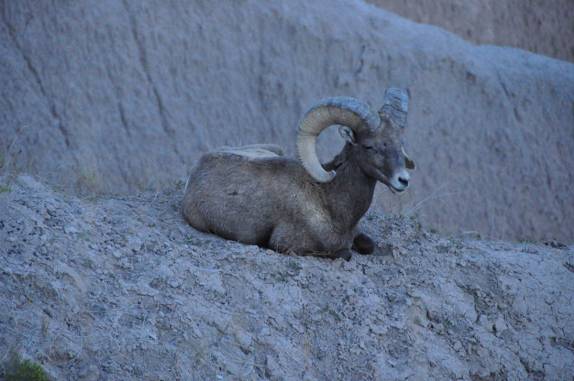 Cabra montanhesa descansa em platô no Badlands National Park, em South Dakota, nos Estados Unidos